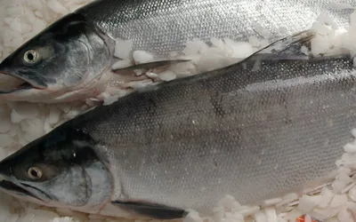 Fishing Policy Forum