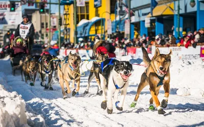Iditarod Sled Dog Race
