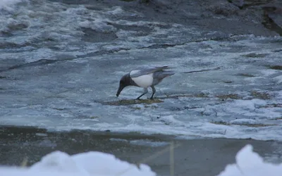 Calgary Hitmen vs. Edmonton Oil Kings