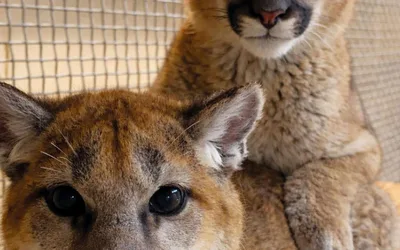 Desert Museum's Annual Desert Gala