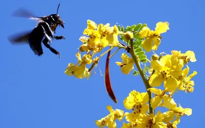Palo Verde Bloom Festival