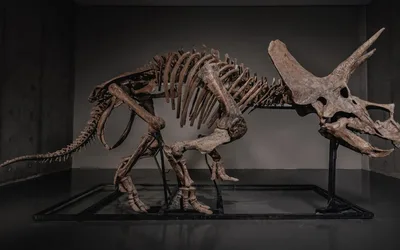 Triceratops Skeleton Auction
