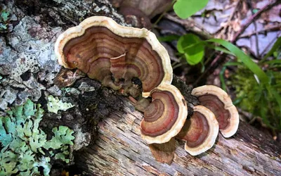 Wild About Fungus