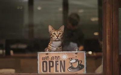 CatCafe Lounge Grand Reopening