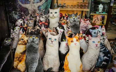 CatCon 2026