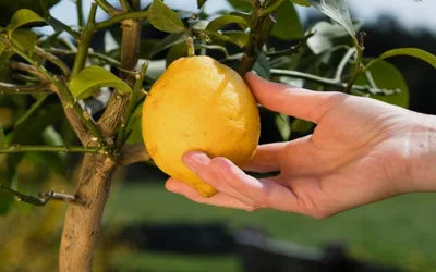 Citrus Tree Care Workshop