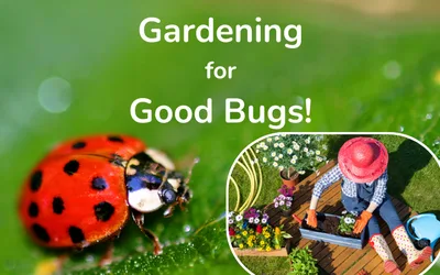 Gardening for Good Bugs