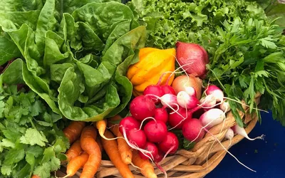 The Vegetable School with Cara Mangini