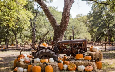 Halloween Harvest & Pawlooza