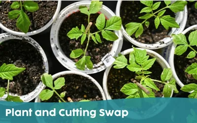 Plant and Cutting Swap