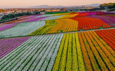 Ranunculus Flower Field Opening