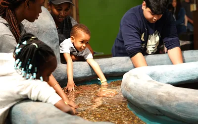 Jungle Reef Grand Opening