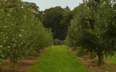 Pick Your Own Apples