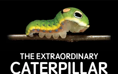 Caterpillar Film Night at Carvel