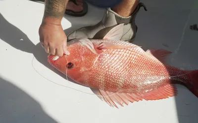 Oh Snap! Red Snapper Tournament