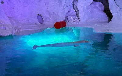 Expedition Odyssey Grand Opening