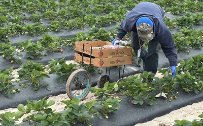 Pinellas Medieval Faire