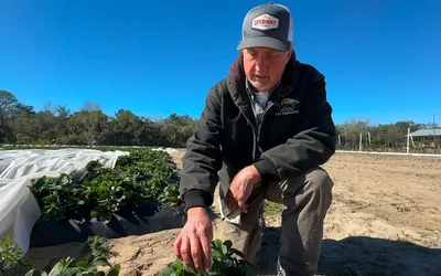 Strawberry Picking at Bellamy Grove