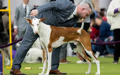 Westminster Kennel Club Dog Show