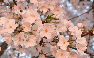 Conyers Cherry Blossom Festival