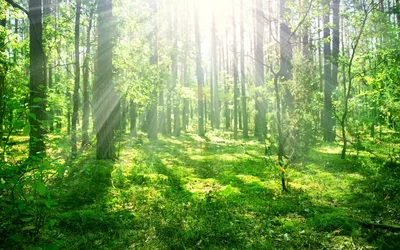 FREE guided forest hikes