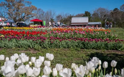 Tulip Fest 2026