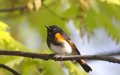 How Birds Work: From Bones to Beak