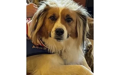 Read To A Therapy Dog: Meet Adaka