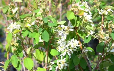 Trees Idaho Free Tree Giveaway