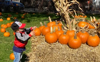 Pumpkin Patch at Sheridan