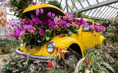 The Orchid Show: Feelin’ Groovy