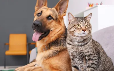 Lucky Tails Adoption Event