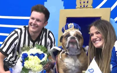 Drake Beautiful Bulldog Contest