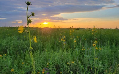 Evening Walks on the Prairie
