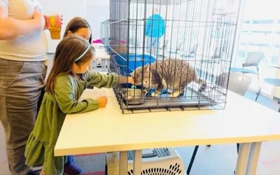Meet Adoptable Cats