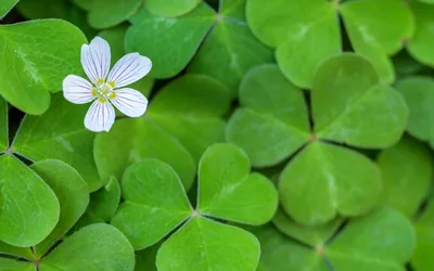 The Great Green Geocache