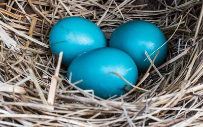 Wild Tots: Egg-travaganza