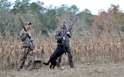 Dove Quota Hunts