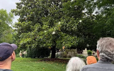 Latonia Urban Forest Tree Walk