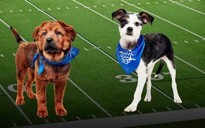Puppy Bowl Watch Party
