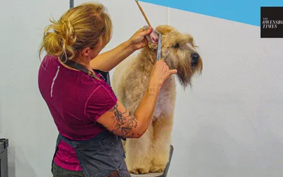 River Valley Cluster AKC All Breed Dog Shows