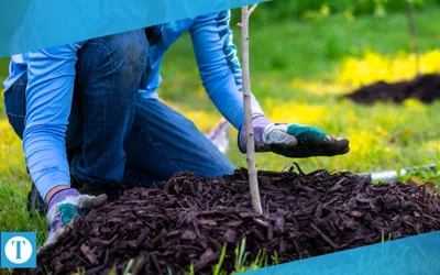Tree planting session