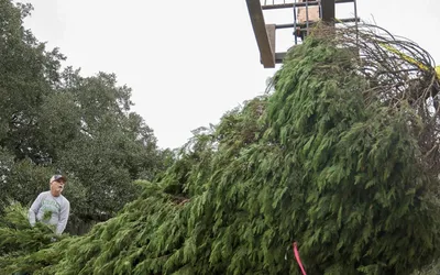 Christmas Tree Recycling Event