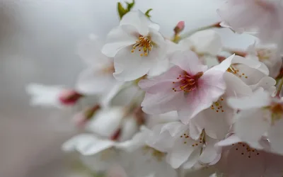 Cherry Blossom Peak Bloom
