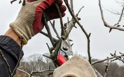 Free Apple Tree-Pruning Workshop
