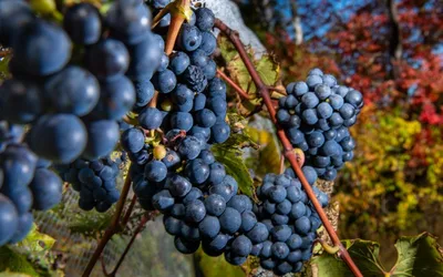 Maine Open Winery Day