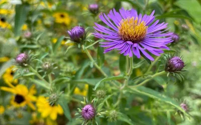 Native Plant Sale