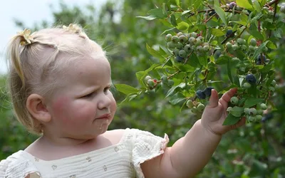 Wild Blueberry Weekend