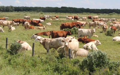 Manitoba Beef Producers’ AGM