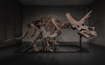 Triceratops Skeleton Auction